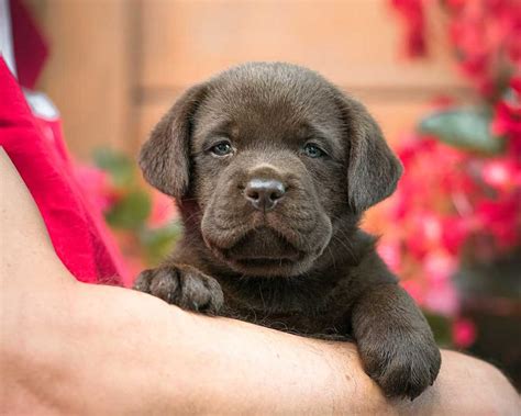 Cuccioli