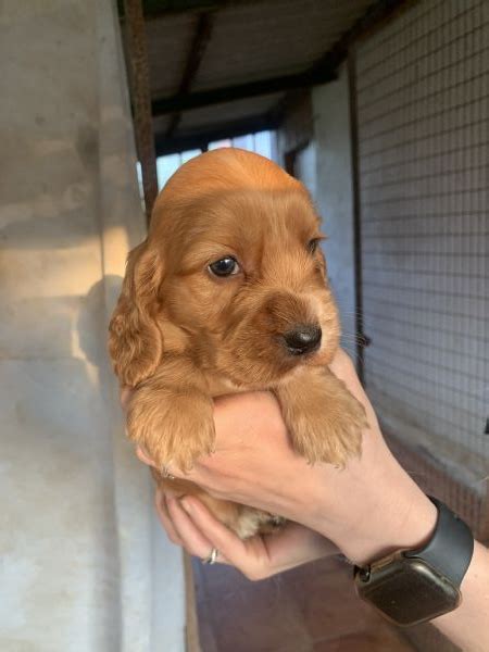 cuccioli cocker como