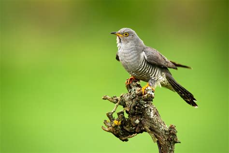 cuckoo | Cuckoo in My Quang Hnh