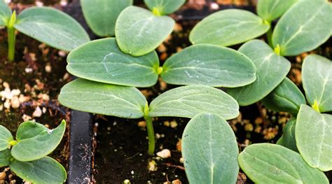 Cucumber Cotyledons