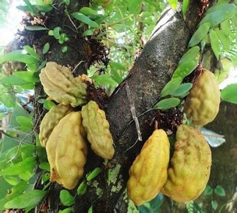 cukimai | cukimai trong ting Ting Vit Ting IndonesiaTing