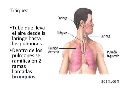 Cuál Es La Función Del Aparato Reproductor Masculino