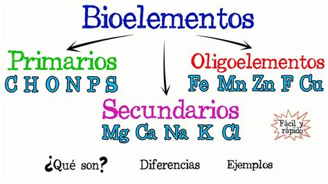 Cuáles Son Los Bioelementos
