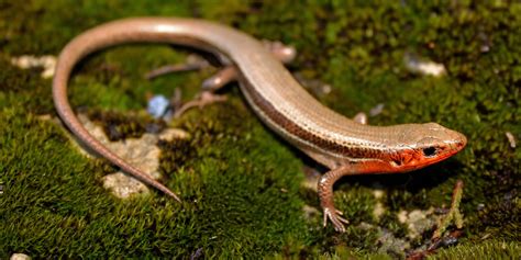 Cull And Skink