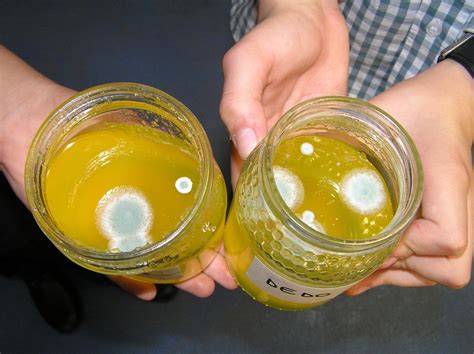 cultivo de bacterias en gelatina sin sabor conclusiones