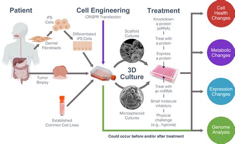Culture Cellulaire En 3d   3d Cell Culture And Analysis Handbook Thermo Fisher - Culture Cellulaire En 3d