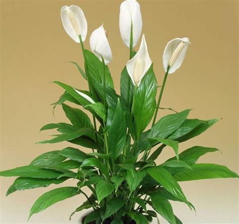 Cuna De Moises Planta