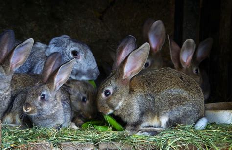 cuniculture practices