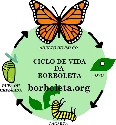 Curiosidades Da Borboleta