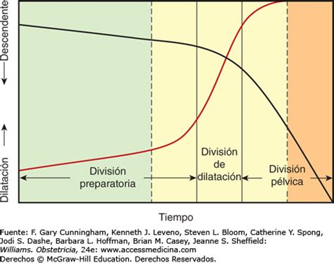 Curva De Friedman