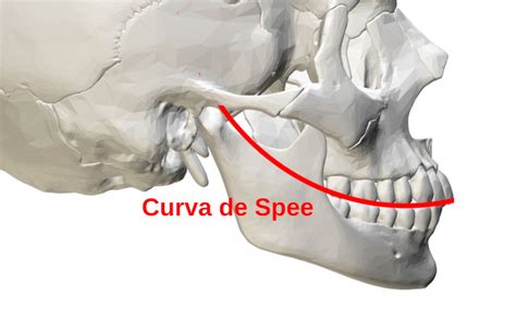 Curva De Spee
