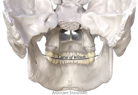 Curve Of Wilson