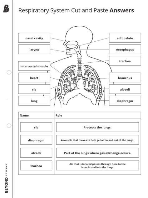 Download Cut And Paste Respiratory System 