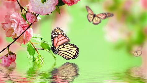 Cute Butterfly Wallpapers   Cute Butterfly Photos Download The Best Free Cute - Cute Butterfly Wallpapers