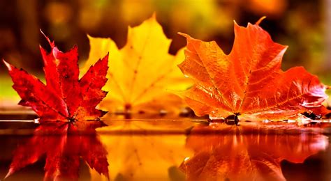 Cute Fall Background Royalty Free Images Shutterstock Cute Wallpapers Fall - Cute Wallpapers Fall