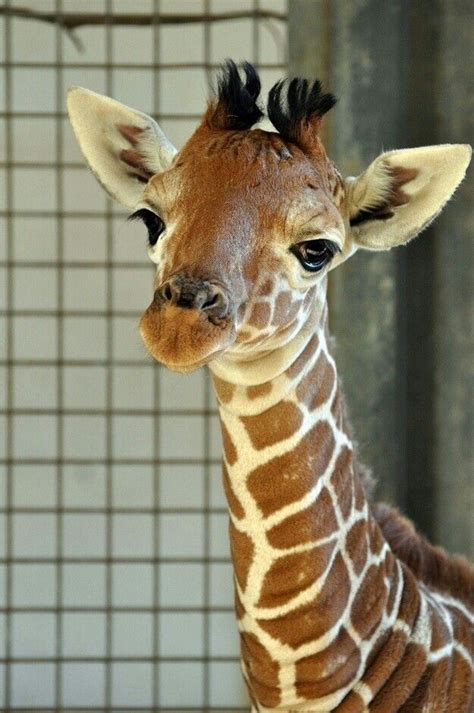 cute giraffe