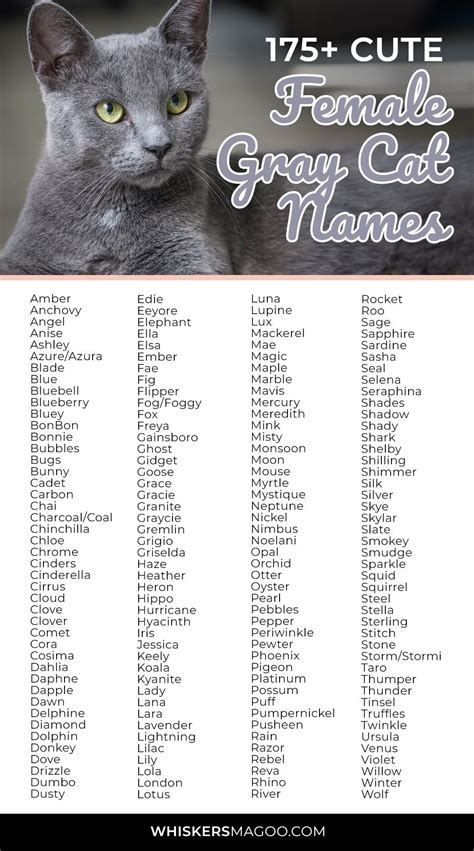 cute girl cat names for grey cats