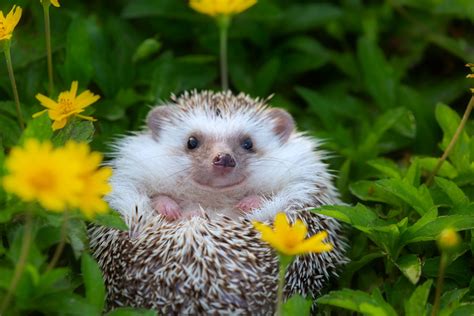 cute hedgehog