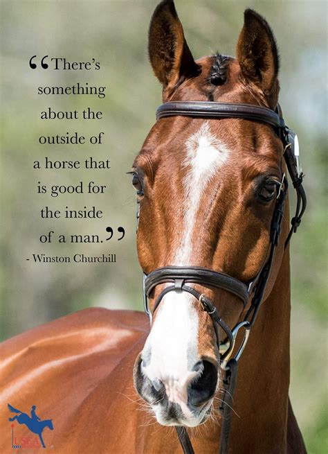 Cute Horse And Rider Quotes
