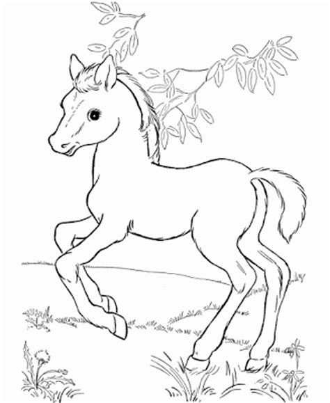 Cute Horse Coloring Pages At Getcolorings Com Free Cute Coloring Pages Of Baby Horses - Cute Coloring Pages Of Baby Horses