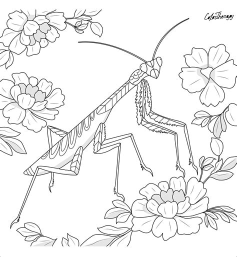 Cute Praying Mantis Coloring Pages Printable Free And Praying Mantis Coloring Page - Praying Mantis Coloring Page