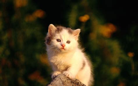 Cute Wallpapers Cats   900 Cat Background Images Download Hd Backgrounds On - Cute Wallpapers Cats