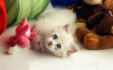 Cute Wallpapers Hd   5 000 Of The Best Free Cute Background - Cute Wallpapers Hd