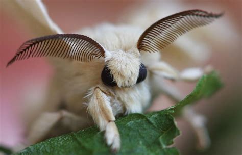 cutest moth