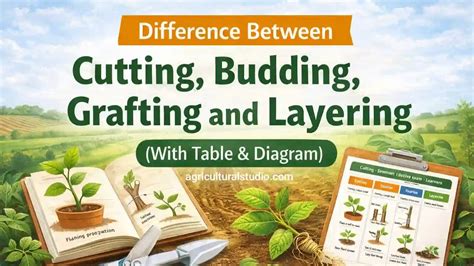 Cutting And Layering