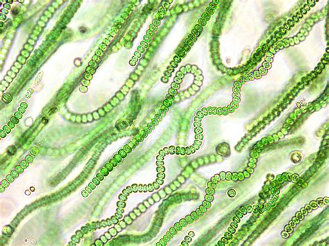 cyanobacteria algae