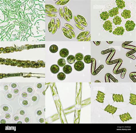 cyanobacteria green algae