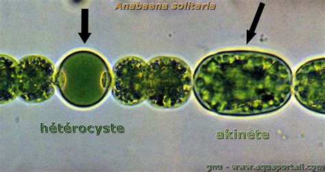 Cyanobacteria Heterocysts