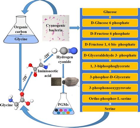 cyanogenesis - Wiktionary