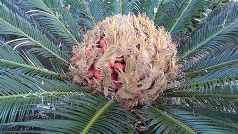 cycas palm seeds food