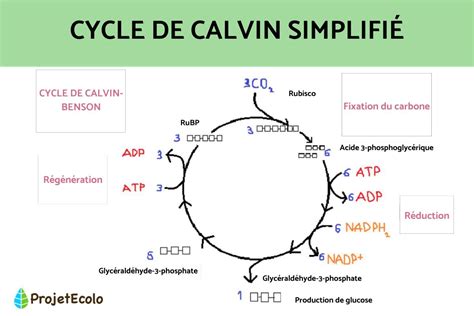 Cycle De Calvin