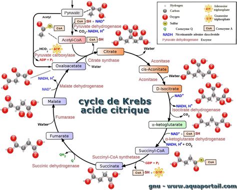 Cycle De Krebs