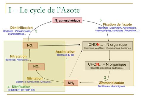 Cycle De L Azote