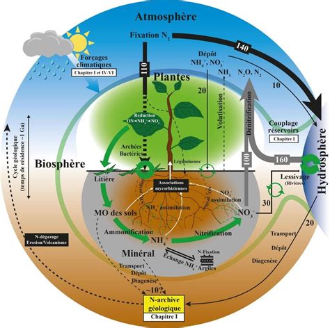 Cycle De L'azote