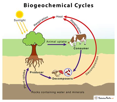 Cycle In Science   Biogeochemical Cycles A Detailed Overview Byjuu0027s - Cycle In Science