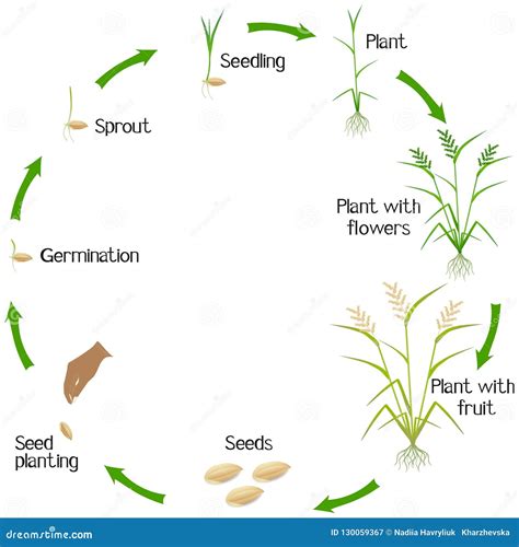 Cycle Of Rice Cycle Of Life
