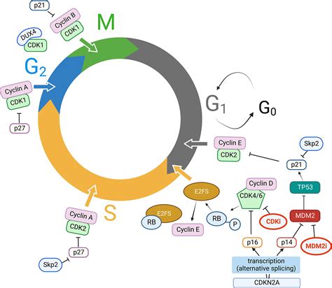 Cyclin D2 Macrophage