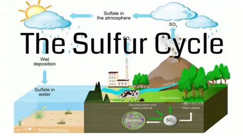 Cyclo Sulfur Pentane