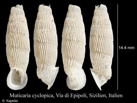 Cyclopica