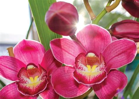 Read Cymbidium Orchids Bribie Island Orchid Society 
