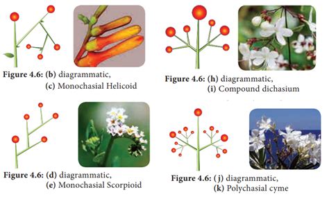 Cymose Inflorescence Examples