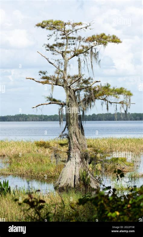 cypress tree florida
