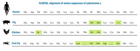 Cytochrome C Comparison Lab
