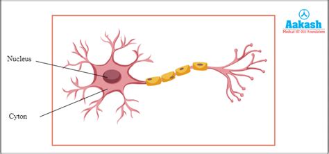 Cyton In Neuron