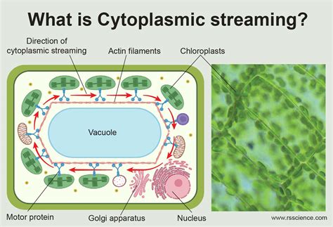 cytoplasmic streaming Definition & Fact…