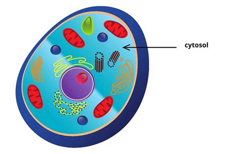 cytosol Encyclopedia.com